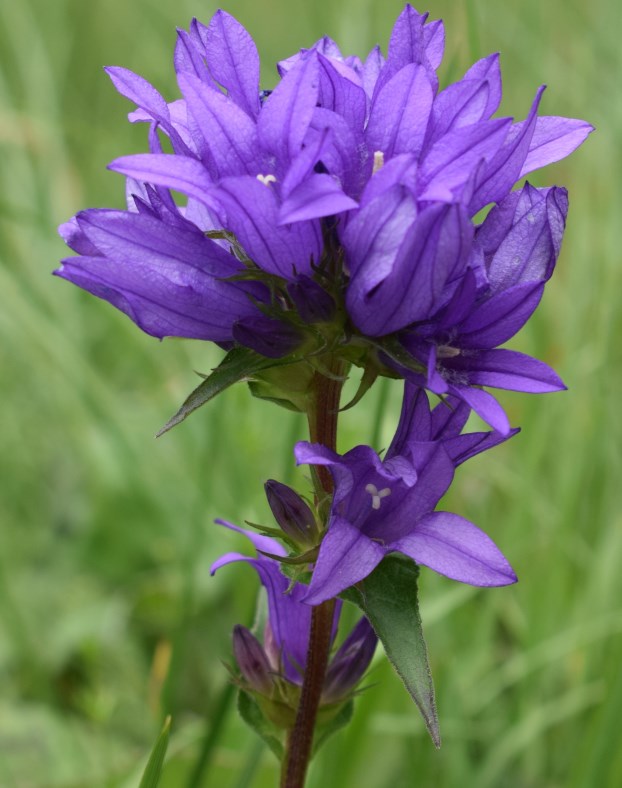 Quale campanula?  Campanula glomerata